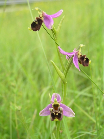 Variabilit di Ophrys fuciflora